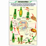 Life Cycle of Moss Chart
